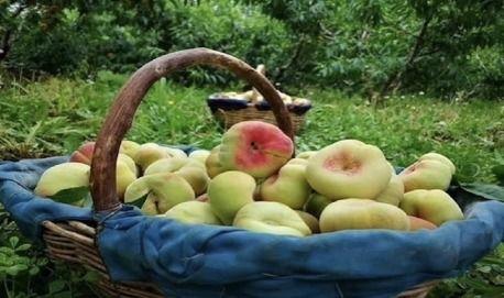 新疆蟠桃爆料事件视频,真相与争议交织 第2张 新疆蟠桃爆料事件视频,真相与争议交织 第2张