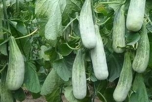 临沂吃瓜网红事件,揭秘网络舆论的风暴与真相  第2张