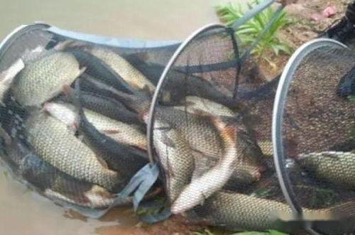 爆料冻饵制作视频,跟随视频学习高效钓鱼技巧  第2张