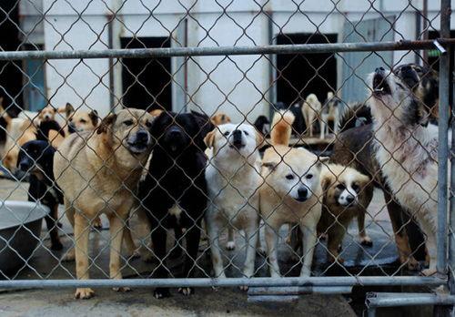 济南骑狗大队爆料视频曝光,视频揭露惊人一幕 第3张 济南骑狗大队爆料视频曝光,视频揭露惊人一幕 第3张